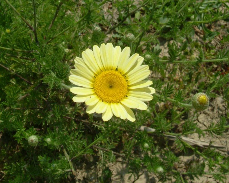 Chrysantemum 2 - Glebionis coronaria
